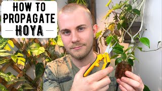 How To Propagate Hoya [upl. by Gwynne]