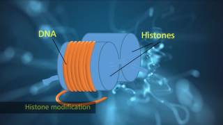 Histone Modification [upl. by Cusick]