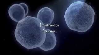 The MAPK Signaling Pathway [upl. by Akenaj]