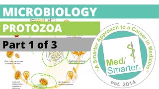 Protozoa  Microbiology  USMLE STEP 1  Part 1 of 3 [upl. by Eintroc]