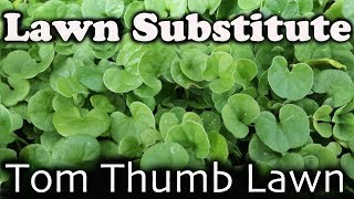 Beautiful Lawn Alternative  Gardeners Delight Tom Thumb Lawn known as Dichondra Repens [upl. by Ettenil]