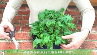 How To Harvest Arugula [upl. by Nnateragram]