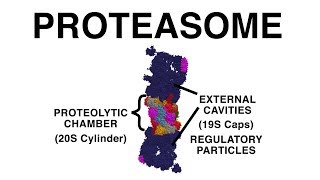 THE PROTEASOME UBIQUITINATION AND PROTEIN DESTRUCTION [upl. by Grimaldi115]