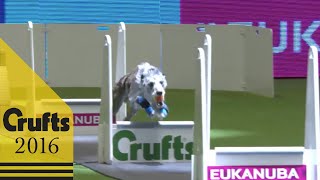 Flyball  Team  Quarter Finals  Crufts 2016 [upl. by Stefania]