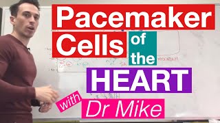 Pacemaker Cells of the Heart  Cardiology [upl. by Ahsinelg]