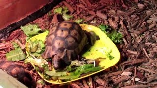 Arizona Tortoise Compound Indoor Enclosures [upl. by Nikral429]