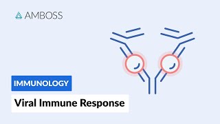 Immune Response to Viruses How the Body Reacts [upl. by Idyh]