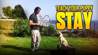 Teach Your PUPPY to STAY  Dog Training Video [upl. by Amberly]