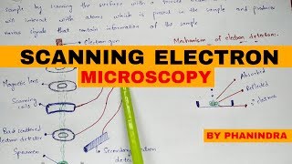 Scanning electron microscopy  SEM  Principle  mechanism [upl. by Cymbre]