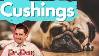 Dog Cushings Disease Dr Dan covers symptoms diagnosis and treatment of Cushings disease [upl. by Una]