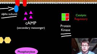 Signal Transduction Pathways [upl. by Shina]