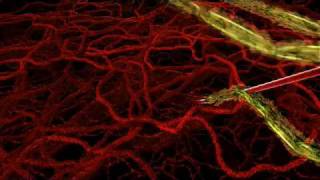 HHMI  Life Cycle of Malaria Parasite in Human Host [upl. by Annaiviv]