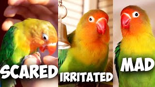 Lovebird Body Language Explained [upl. by Olwena]