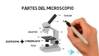 Microscopio óptico compuesto [upl. by Naid]