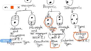 Megasporogenesis and megagametogenesis in angiosperms [upl. by Intosh]