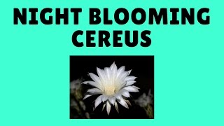 How to Grow Night Blooming Cereus From Cuttings [upl. by Whitford975]