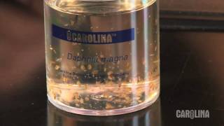 How to Care for Daphnia [upl. by Braunstein]