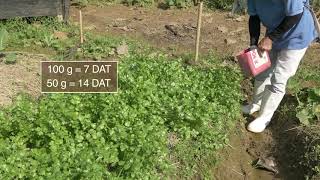 How to plant and grow coriander [upl. by Anaela]