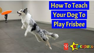 Teach Your Dog To Play Frisbee  Dog Training [upl. by Aeriell]