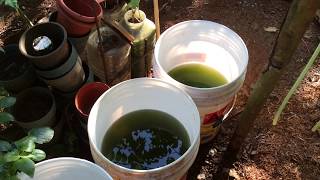 How to grow Green Water Algae [upl. by Llerroj]