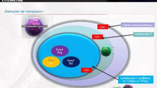 CYTOLOGIE Cytométrie en flux [upl. by Launam352]