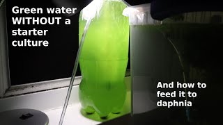 Green Water WITHOUT a Starter Culture  From Scratch  How To [upl. by Blackington]