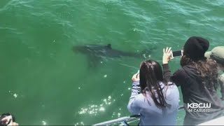 Great White Sharks Spotted Off Half Moon Bay [upl. by Toolis394]