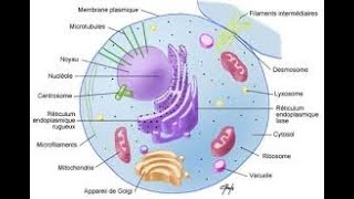 Introduction à la cytologie [upl. by Mossberg531]