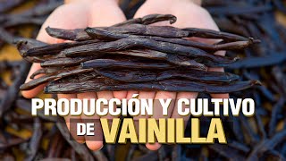 El Cultivo de VAINILLA Paso a Paso [upl. by Ztnahc]