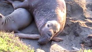 elephant seal mating seasonMOV [upl. by Marlane]