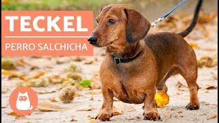 DACHSHUND o TECKEL  ¡El PERRO SALCHICHA [upl. by Anilag290]