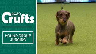 Hound Group Judging  Crufts 2020 [upl. by Ejrog215]