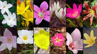 ZEPHYRANTHES VARIETIES  Plants Weekly [upl. by Auqinal]