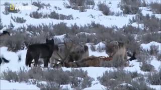 Documental Legado del lobo negro [upl. by Llenel]