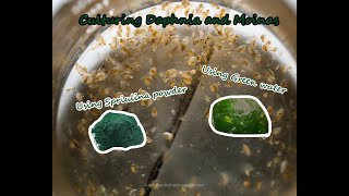 How To Culture Daphnia and Moinas using Green Water Spirulina powder [upl. by Wack]