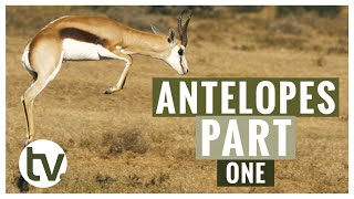 Antelope and their Habitats A closer look at Kudu Springbok Impala Blesbok and Red Hartebeest [upl. by Prescott943]