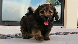 A NEW PUPPY Super Cooper Sunday 67 [upl. by Neema]