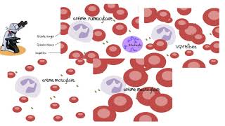 Comprendre les analyses sanguines [upl. by Maleeny]