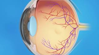 Histology Of Retina [upl. by Dobrinsky]