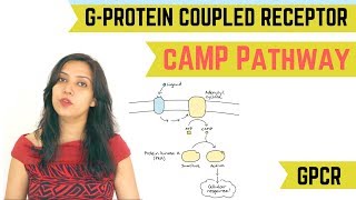 cAMP PATHWAY  GPROTEIN COUPLED RECEPTOR GPCR [upl. by Dorisa680]