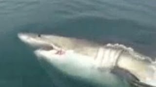 Great white shark swims up to fishermen [upl. by Nirroc695]