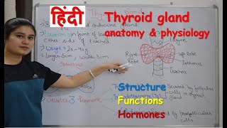 Thyroid gland anatomy amp physiology in Hindi  functions  structure  hormones  parathyroid [upl. by Noir]