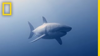 How to Identify a Bull Shark  Raging Bull Shark [upl. by Jennica578]