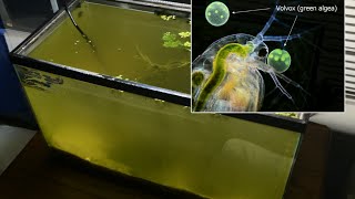 Raising Daphnia for the Freshwater Aquarium [upl. by Rubi257]