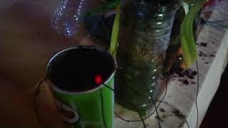 DIY Microbial fuel cell lights an LED [upl. by Aihsal]