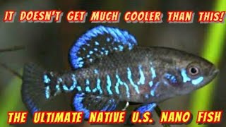 Discover The Pygmy Gulf Coast Sunfish Elassoma Gilberti  The Best Native Nano Fish in The USA [upl. by Odnarb]