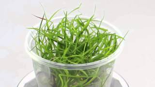 Dennerle Juncus repens InVitro Plant it  Aqua Essentials [upl. by Rotow]