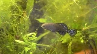 Keeping and Breeding Pygmy Sunfish Elassoma spp [upl. by Aihceyt79]