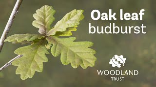 Oak leaf budding Timelapse  Woodland Trust [upl. by Marissa]