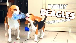 THE ULTIMATE FUNNY BEAGLE COMPILATION  Louie and Marie The Beagles [upl. by Ronnie867]